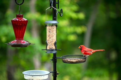 A Northern Cardinal perched on a bird feeder.