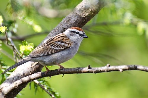 A Chipping Sparrow standing on a tree branch.