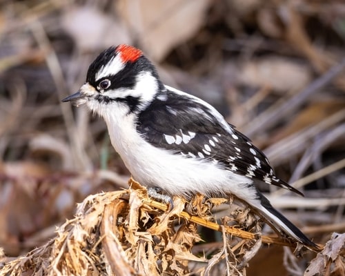 A Downy Woodpecker standing in twigs and undergrowth.