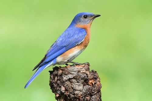 An Eastern Bluebird on a wood perch outdoors.