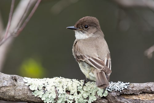 An Eastern Phoebe perched on a tree branch.