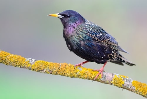 A European Starling sitting on a thin branch.