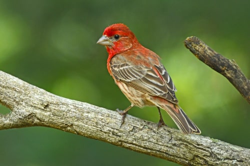 A House Finch perched on a large tree branch.