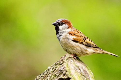A House Sparrow perched on part of a wooden log outdoors.