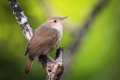 A House Wren perched on a tree branch outdoors.