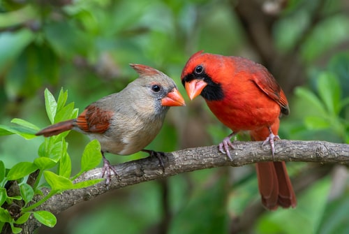 A female and male Northern Cardinals perched side-by-side on a tree branch.