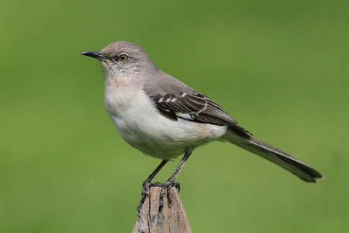 A Northern Mockingbird standing on part of a wooden fence outdoors.