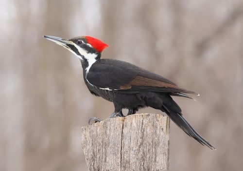 A Pileated Woodpecker sitting on part of a tree.