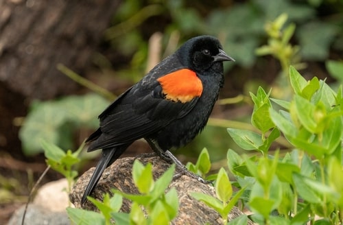 A Red-Winged Blackbird perched amongst some undergrowth outdoors.
