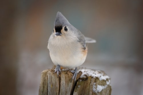 A Tufted Titmouse perched on part of a tree trunk outdoors.