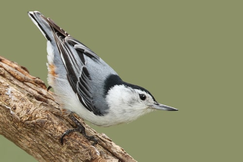 A White-Breasted Nuthatch perched low on a branch outside.