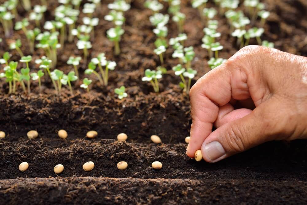 A hand places rows of seeds in the soil. Behind them are rows of sprouts just beginning to emerge from the dirt.