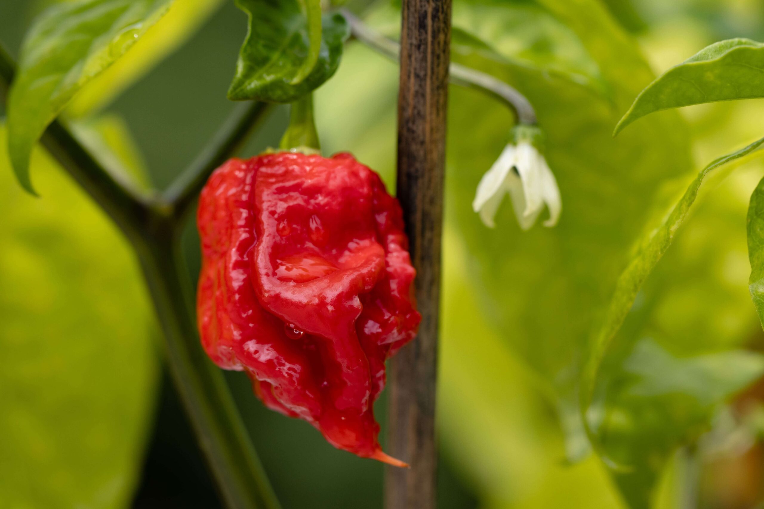 a red, shriveled carolina reaper chili pepper hangs on a bush