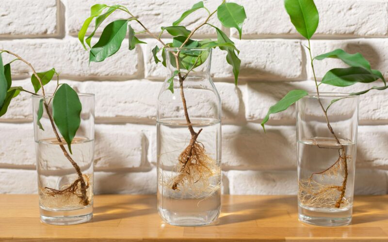 propagated plants sitting in glass jars