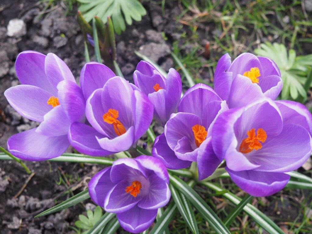 crocus 2900937 1280