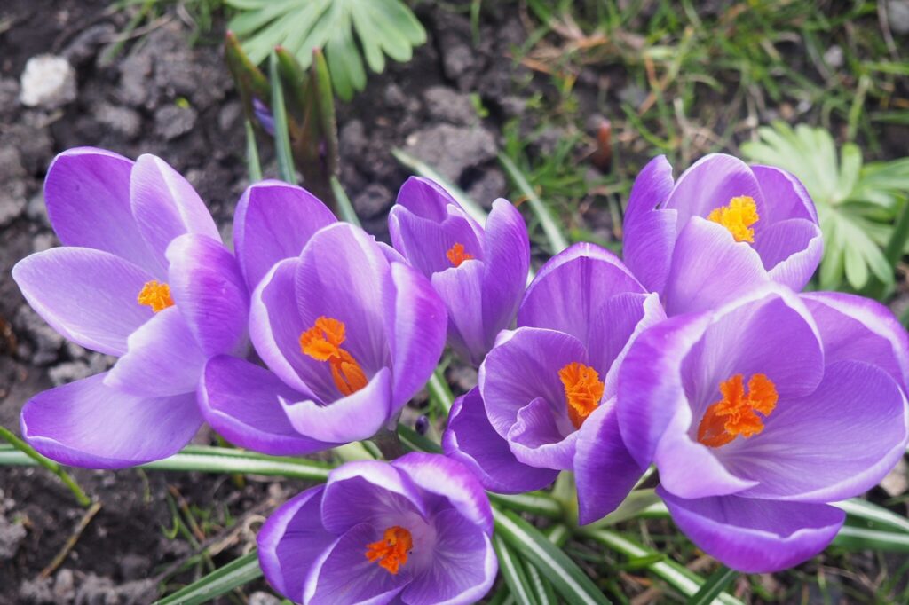 crocus 2900937 1280 e1791988446774