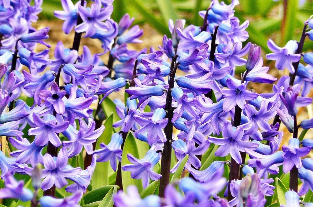 hyacinth 272492 1280 e1791988525967