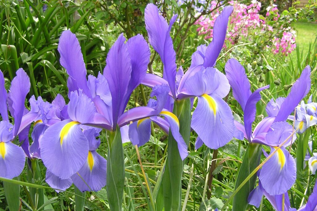 iris 2814612 1280 e1791988407626