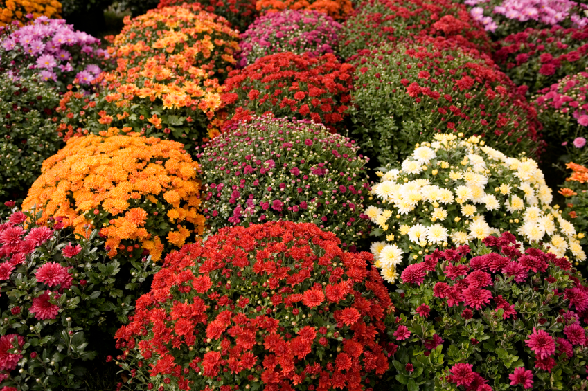 mum iStock 000002189877Small
