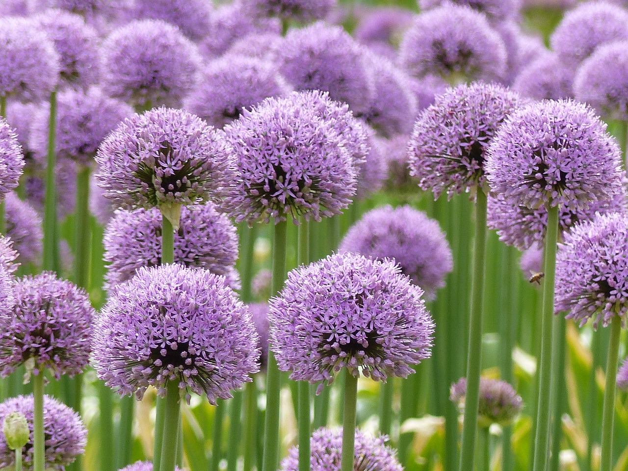 purple 2465150 1280