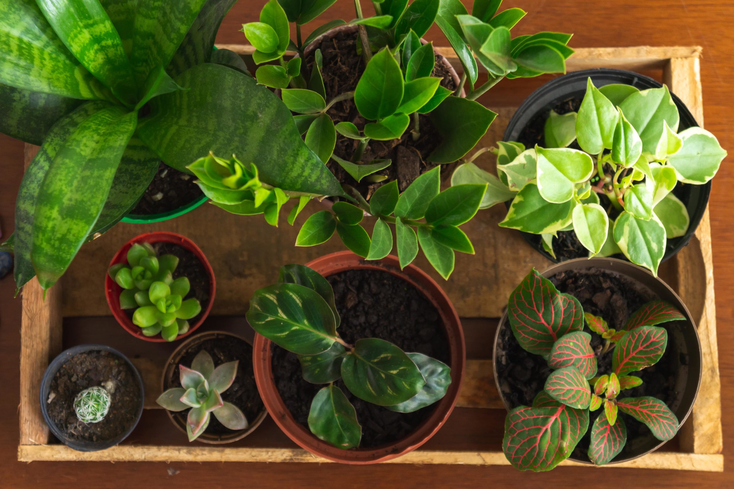 Winter Houseplant Care: A Complete Guide to Indoor Winter Plants -  Stauffers of Kissel Hill
