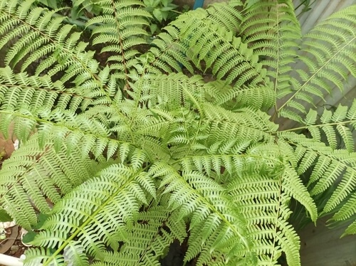 shutterstock 2292665307