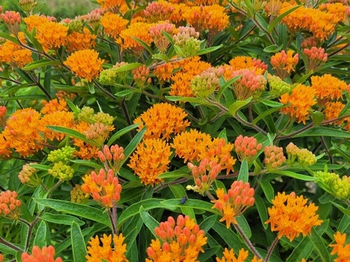 shutterstock 2366804011