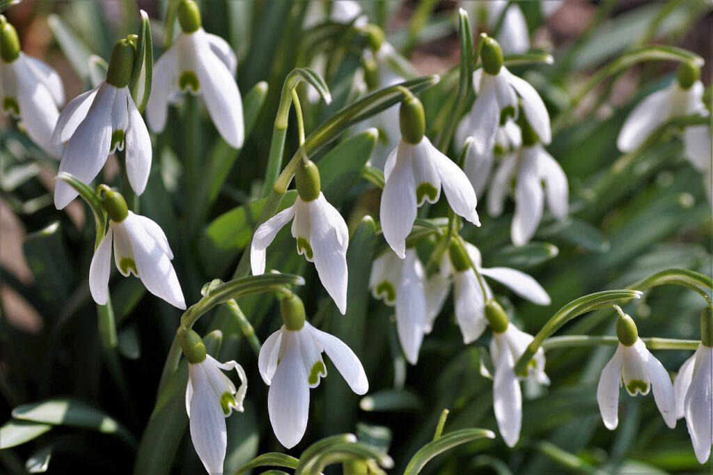 snowdrops 3260539 1280