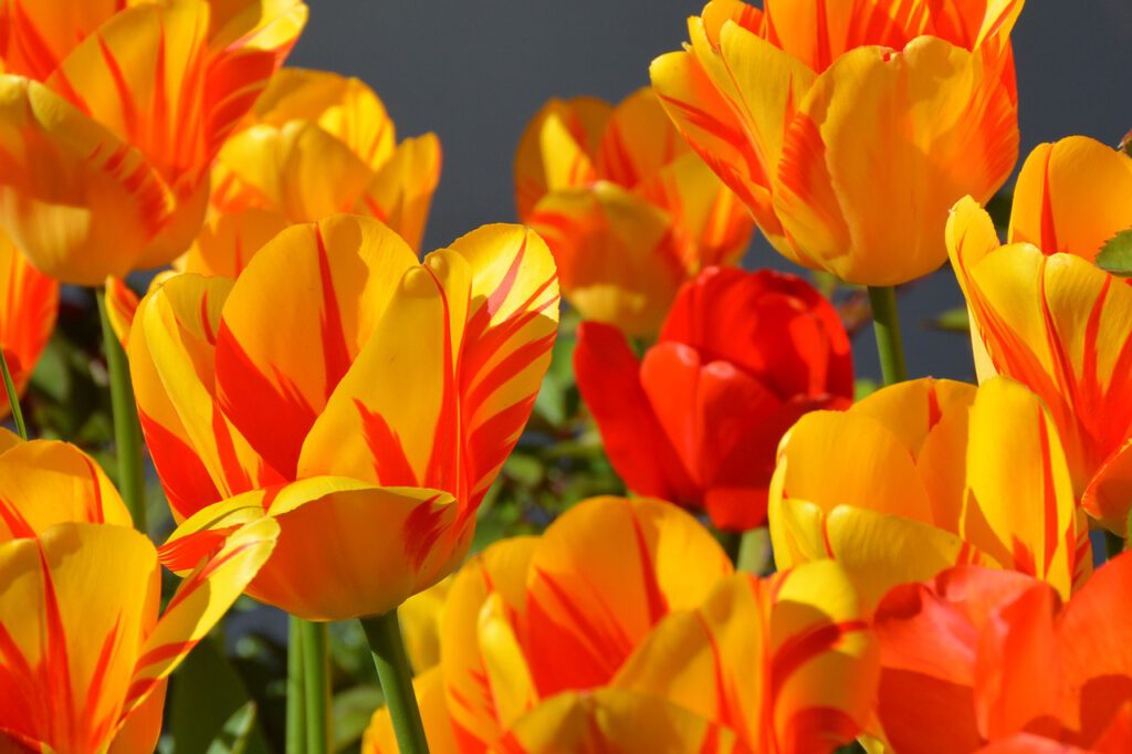 tulips 1261142 1280