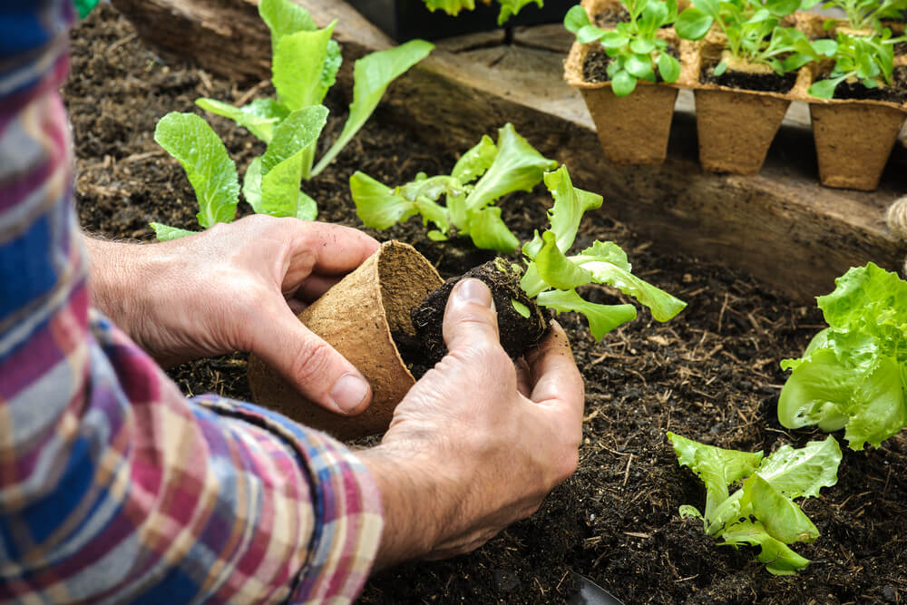 Growing Lettuce in the Ground