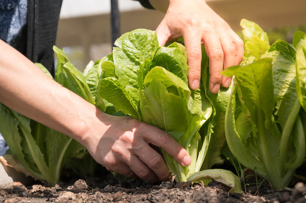 Person demonstrating how to harvest leaf lettuce so it keeps growing