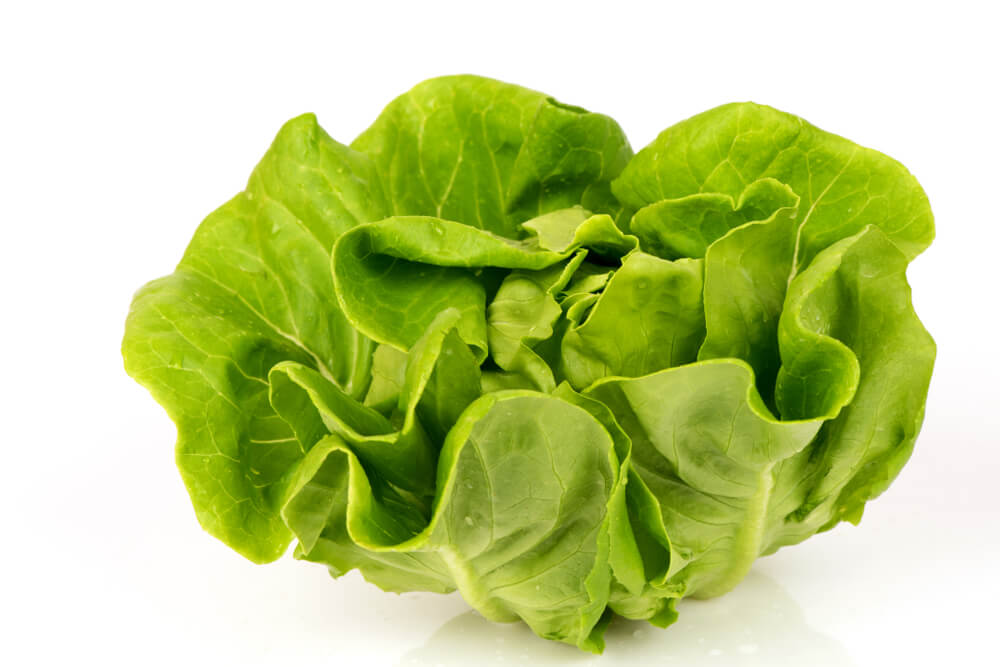 Head of butterhead lettuce on a white background