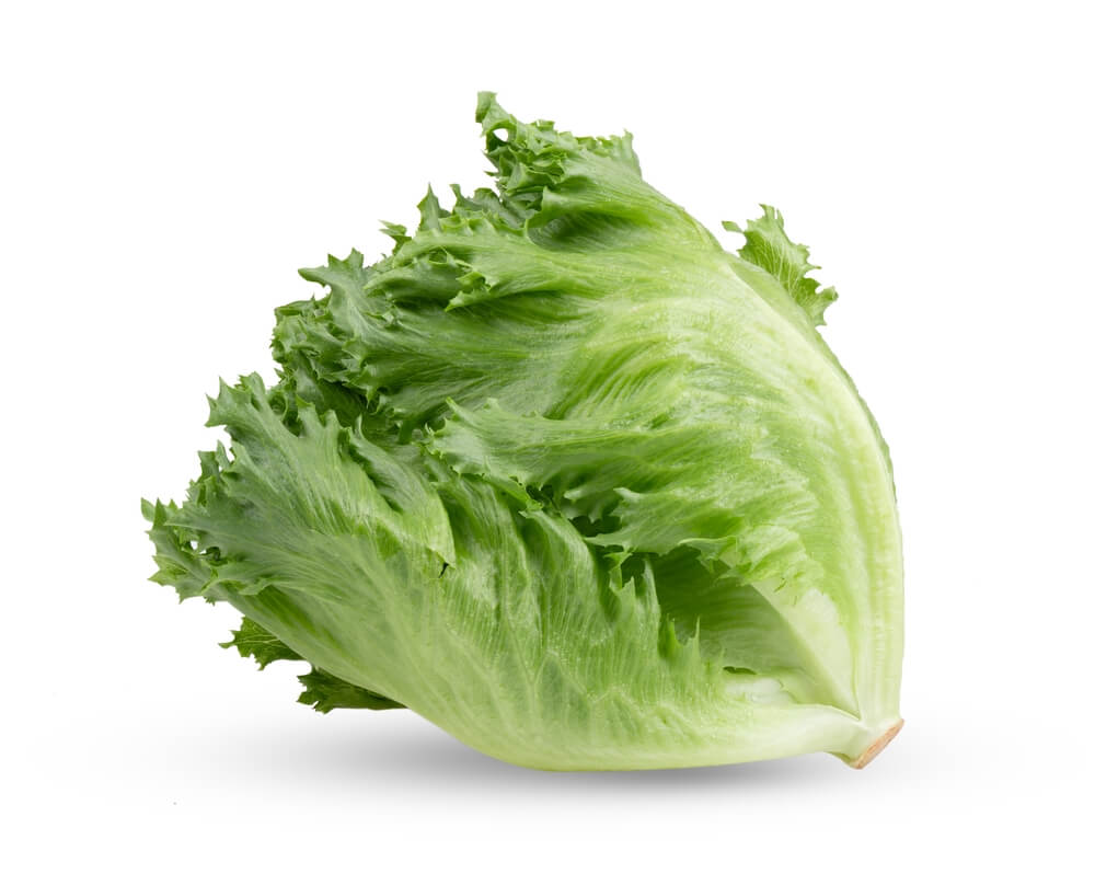 Head of iceberg lettuce on a white background
