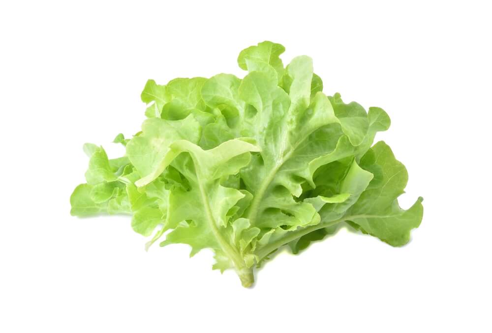 Looseleaf lettuce on a white background