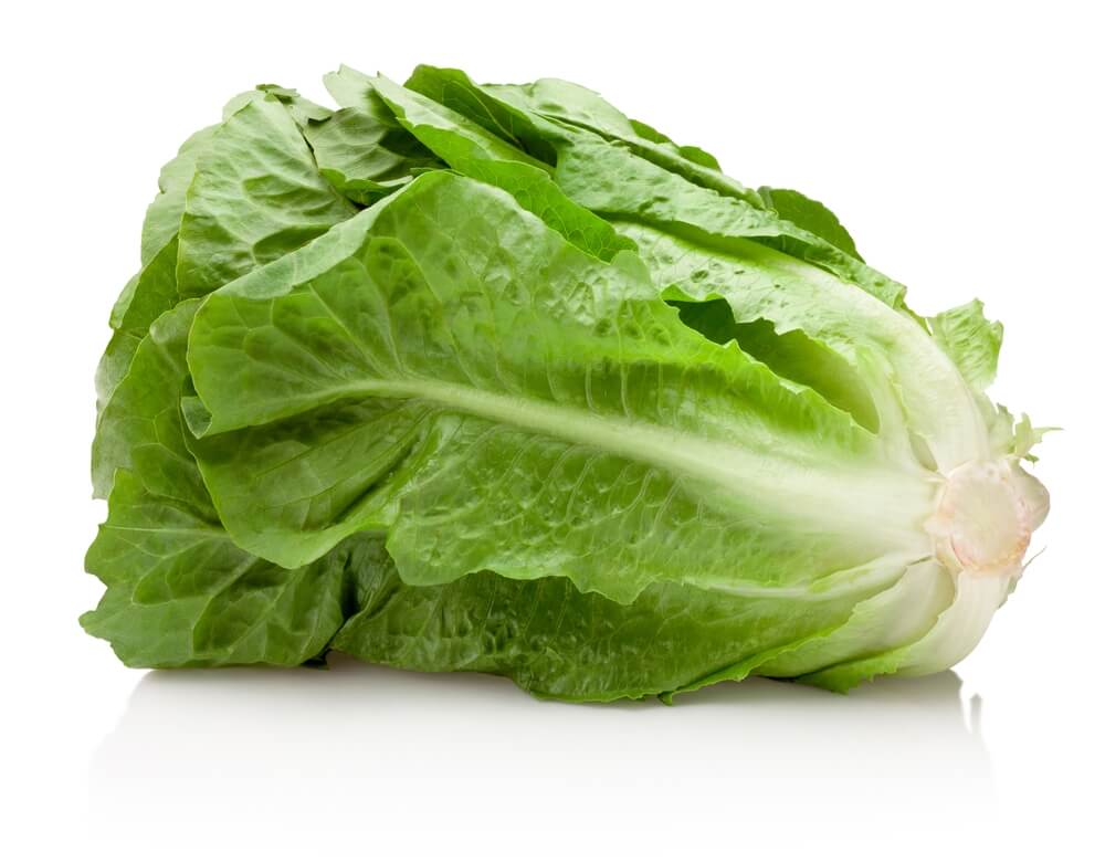 Head of romaine lettuce on a white background