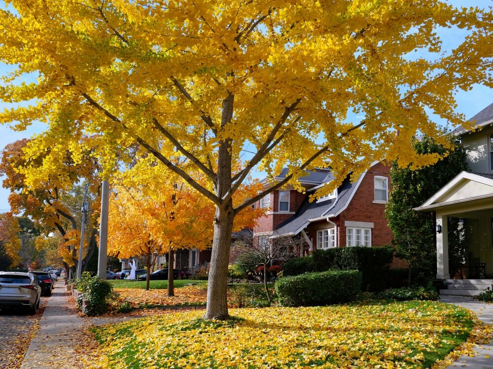 The Best Fall Foliage Trees & Shrubs for an Unforgettable Yard