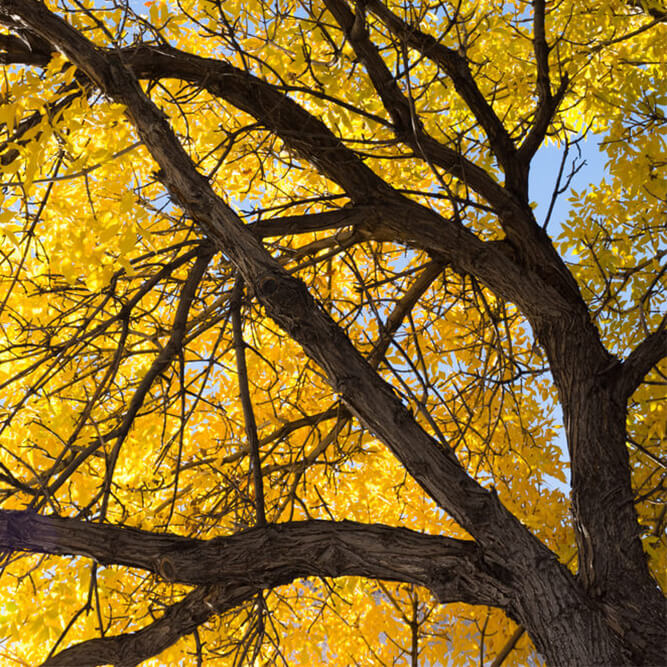 American elm best fall foliage tree with yellow leaves