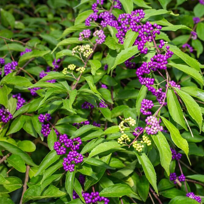 Beauty Berry fall shrub with green leaves and bright violet berries