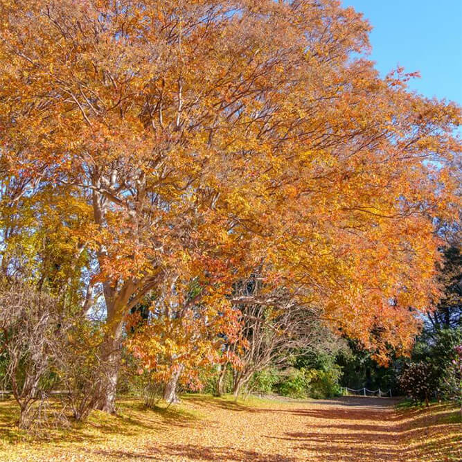 One of the best fall foliage trees, Crape Myrtle, with orange leaves 