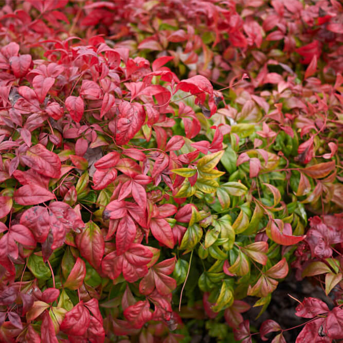 Fire Power Nandina fall shrub with red leaves