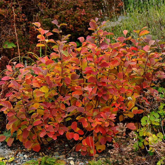 Fothergilla fall shrub with red and orange leaves