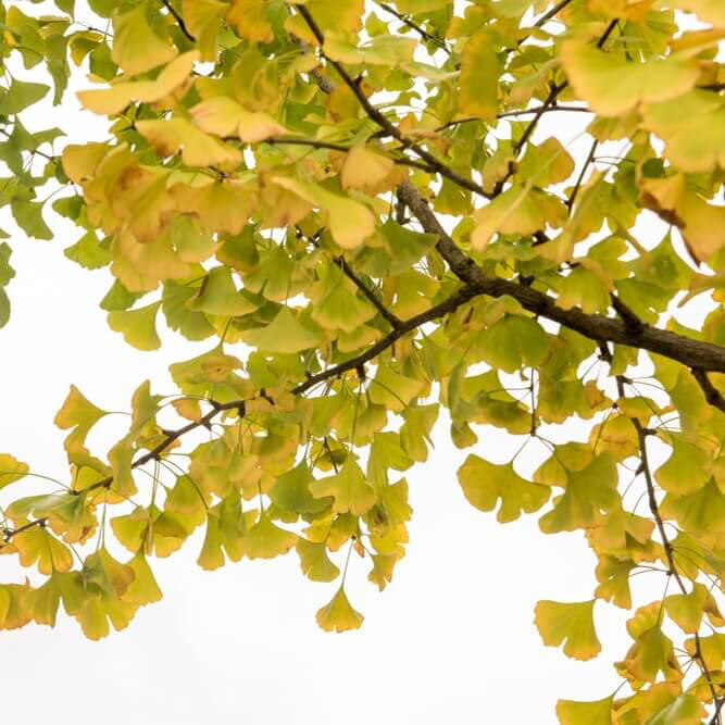 Ginkgo tree close up on green and yellow leaves