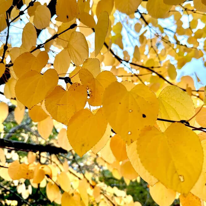 Katsura tree close up on yellow leaves