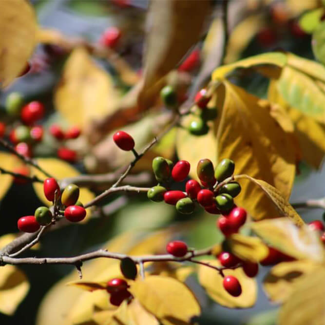 Northern spicebush fall shrub with yellow leaves and red berries