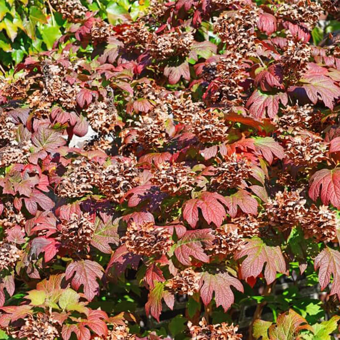 Oakleaf Hydrangea fall shrub with maroon leaves