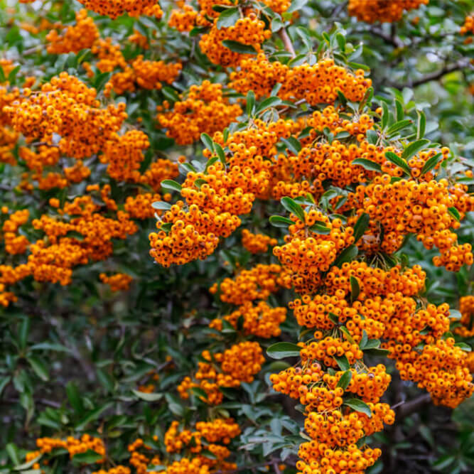 Pyracantha fall shrub with orange berries and green leaves