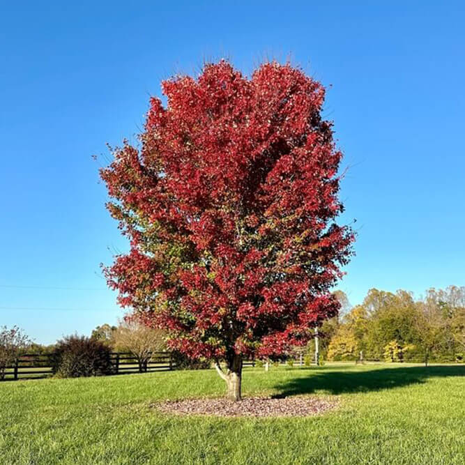 Red Oak with russet leaves in a field showing off its Pennsylvania autumn foliage