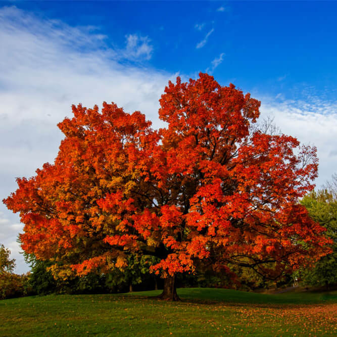 Sugar Maple tree with bright reds leaves and showing colorful Pennsylvania autumn foliage