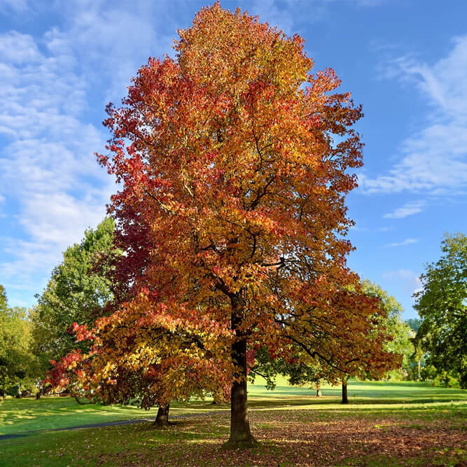 Sweetgum tree with orange leaves