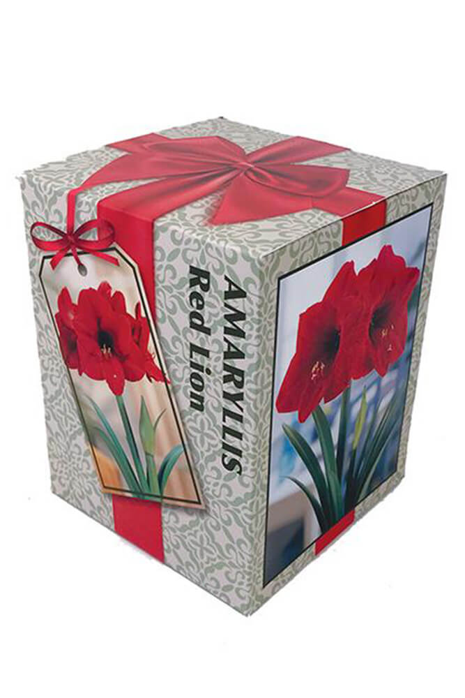 Box of an Amaryllis kit that makes the perfect holiday plant gift